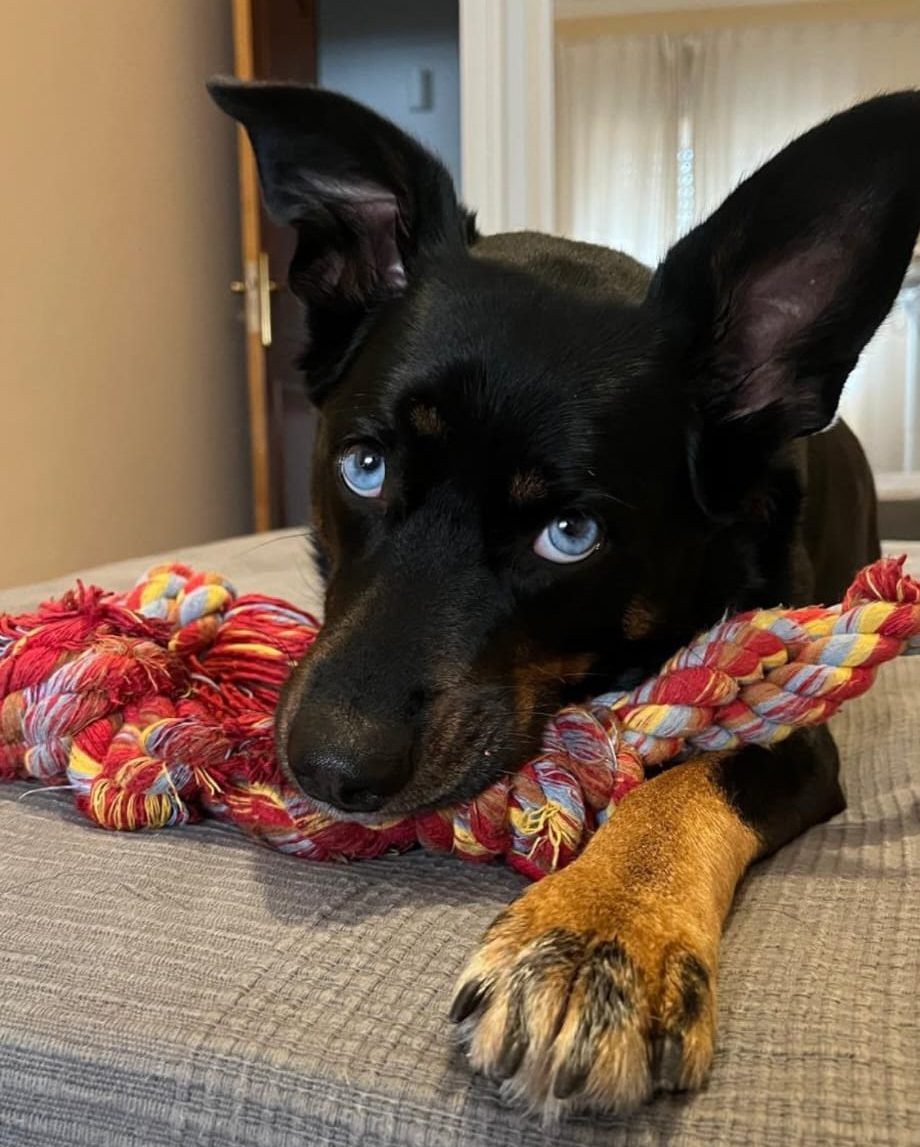 cadela zoe